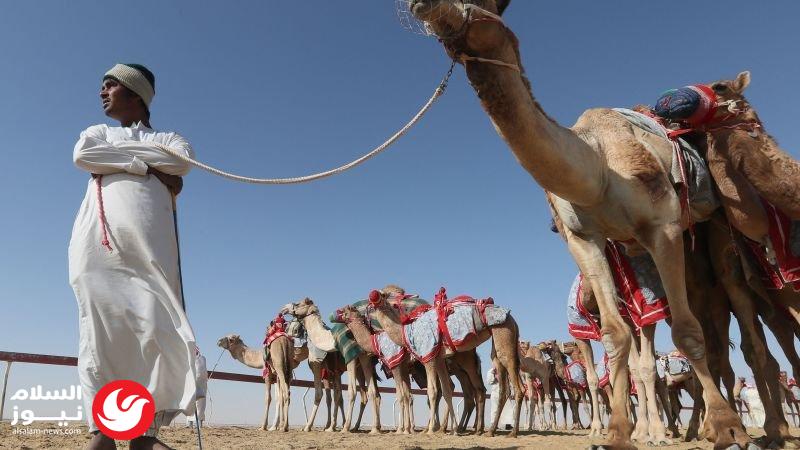 من الصحراء إلى الهاتف: هجن الخليج تُرقمن تجارة الإبل في المنطقة
