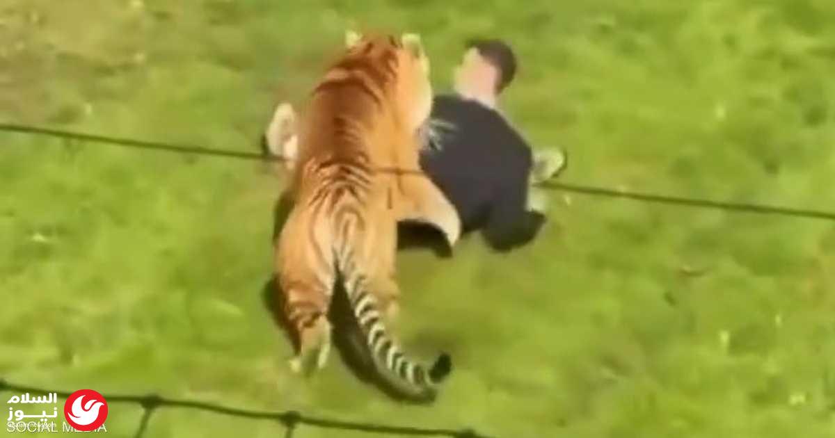 هجوم مروع داخل حديقة حيوان بريطانية: نمر يهاجم زائراً تجاوز السياج الأمني