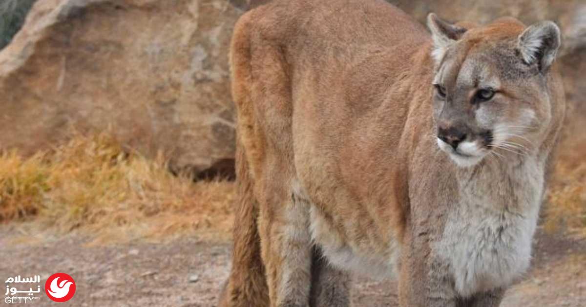 ألمانيا تستنفر خيالتها في مهمة بحث غامضة عن أسد الجبال