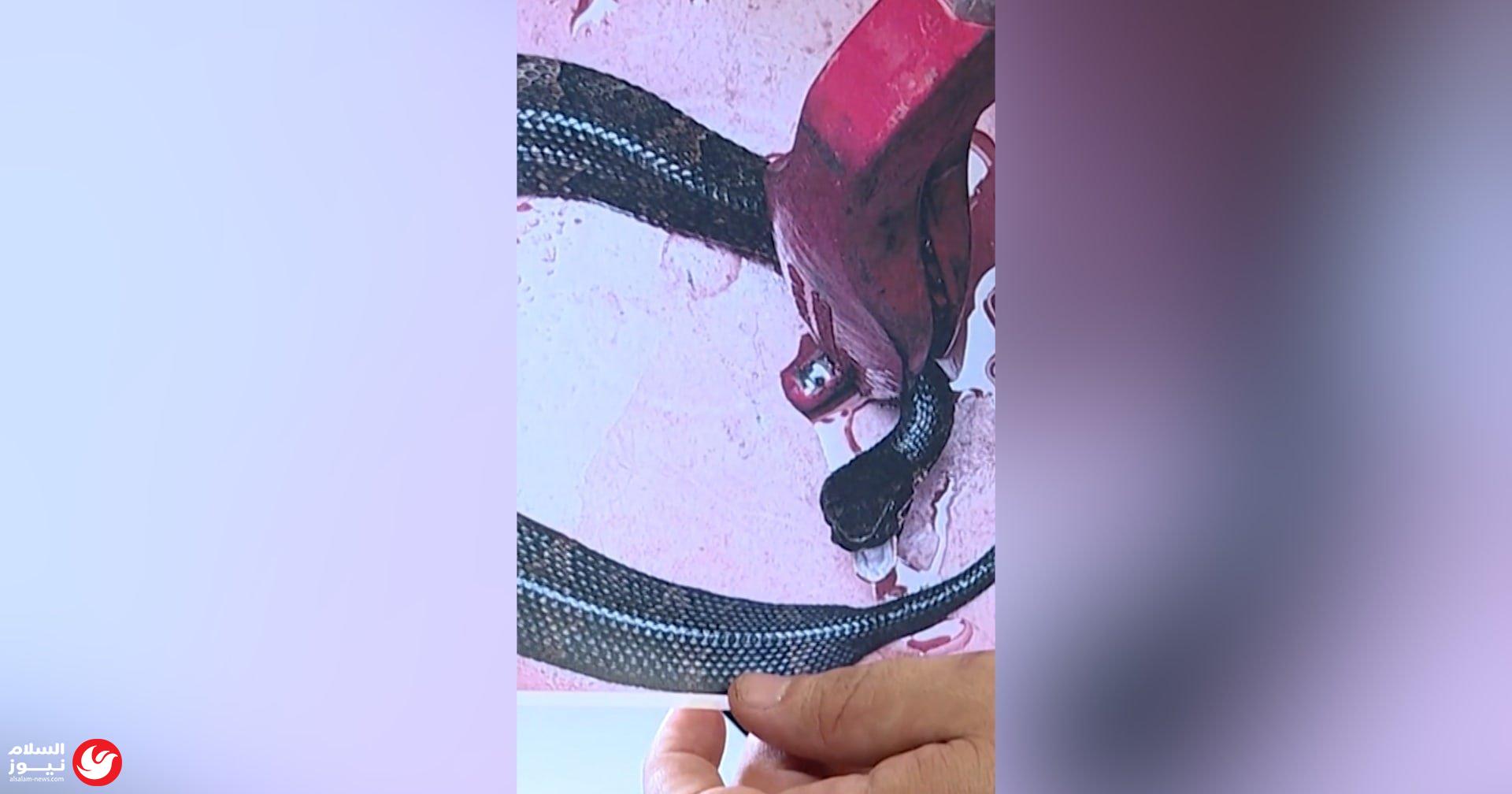 رعب في الملعب: ثعبان سام يباغت لاعباً داخل خوذته أثناء التدريب