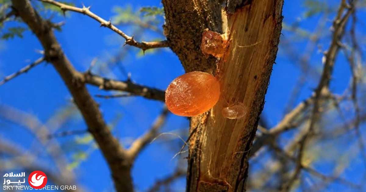 ����� ����: ����� ����� ������ �� ������� ����� ��