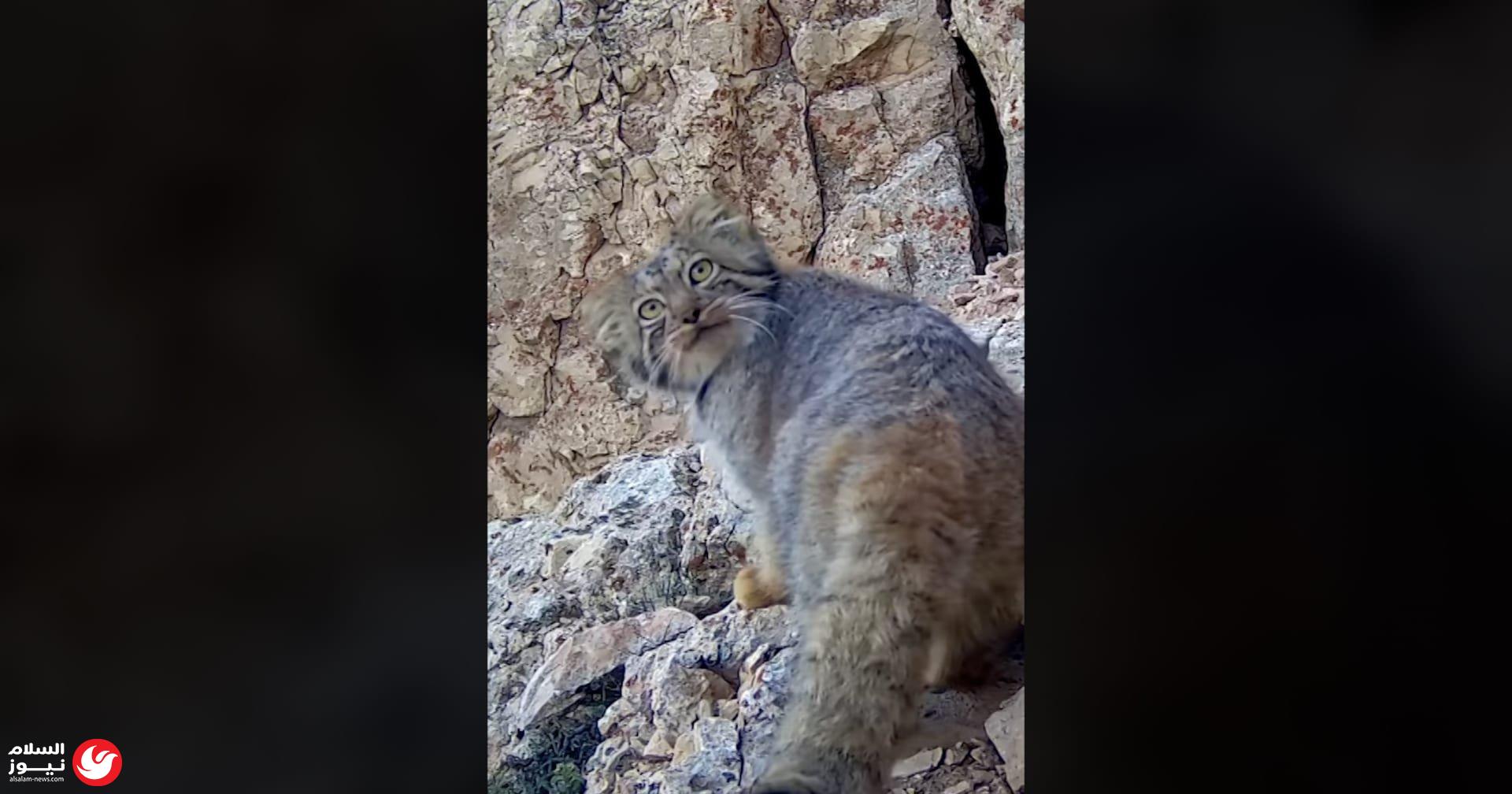 رصد كائن شبح الجبال.. لقطات نادرة لـ السنّور المغولي في شمال إيران