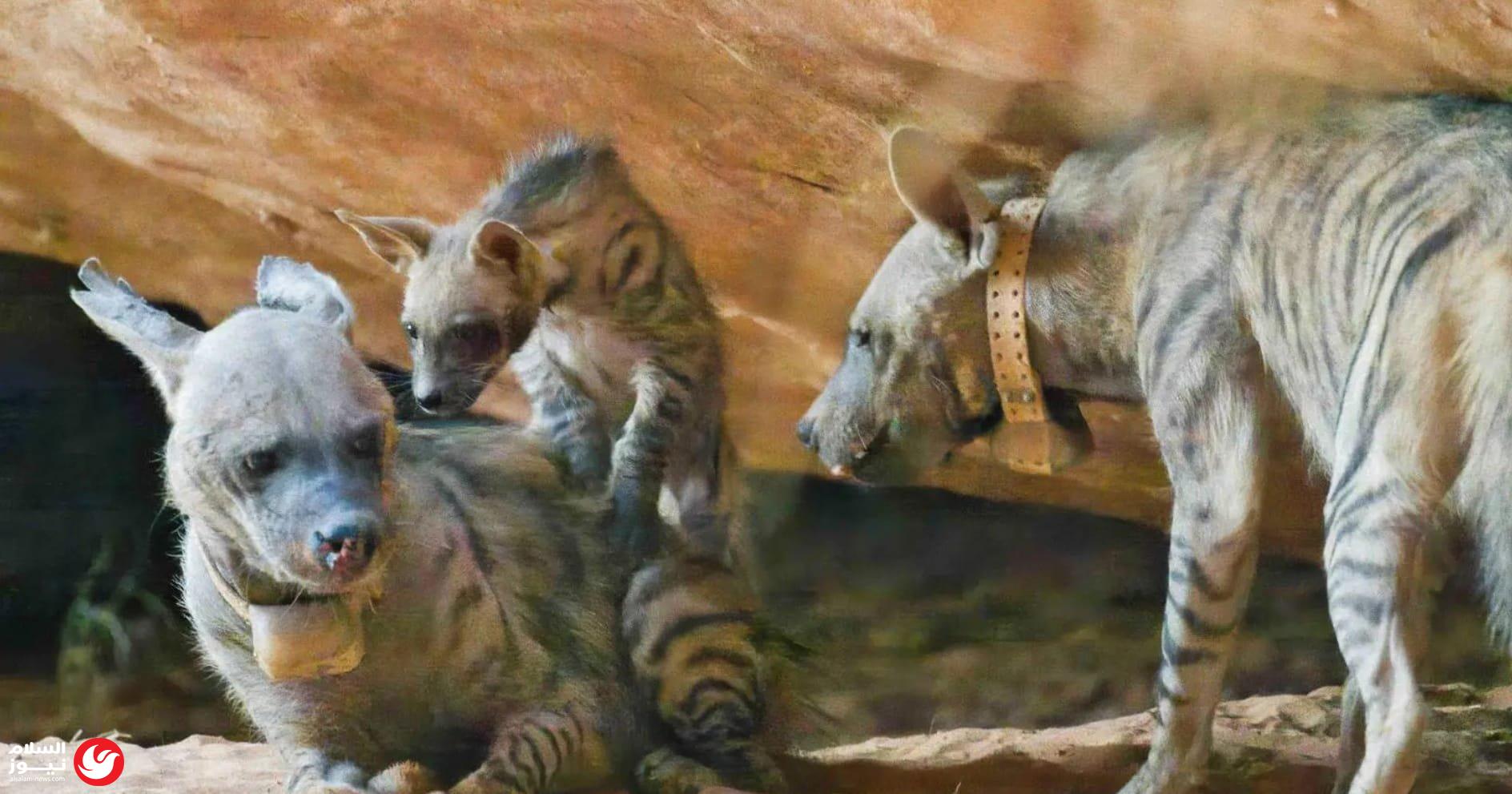 محمية نيوم تسجل سابقة مهمة في جهود صون الحياة الفطرية بالمملكة : إنجاز بيئي في محمية نيوم: تسجيل أول ولادة للضبع المخطط في البرية السعودية