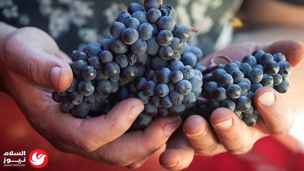 من نقاش في حانة إلى ظاهرة عالمية.. كيف ولدت موسوعة غينيس للأرقام القياسية؟