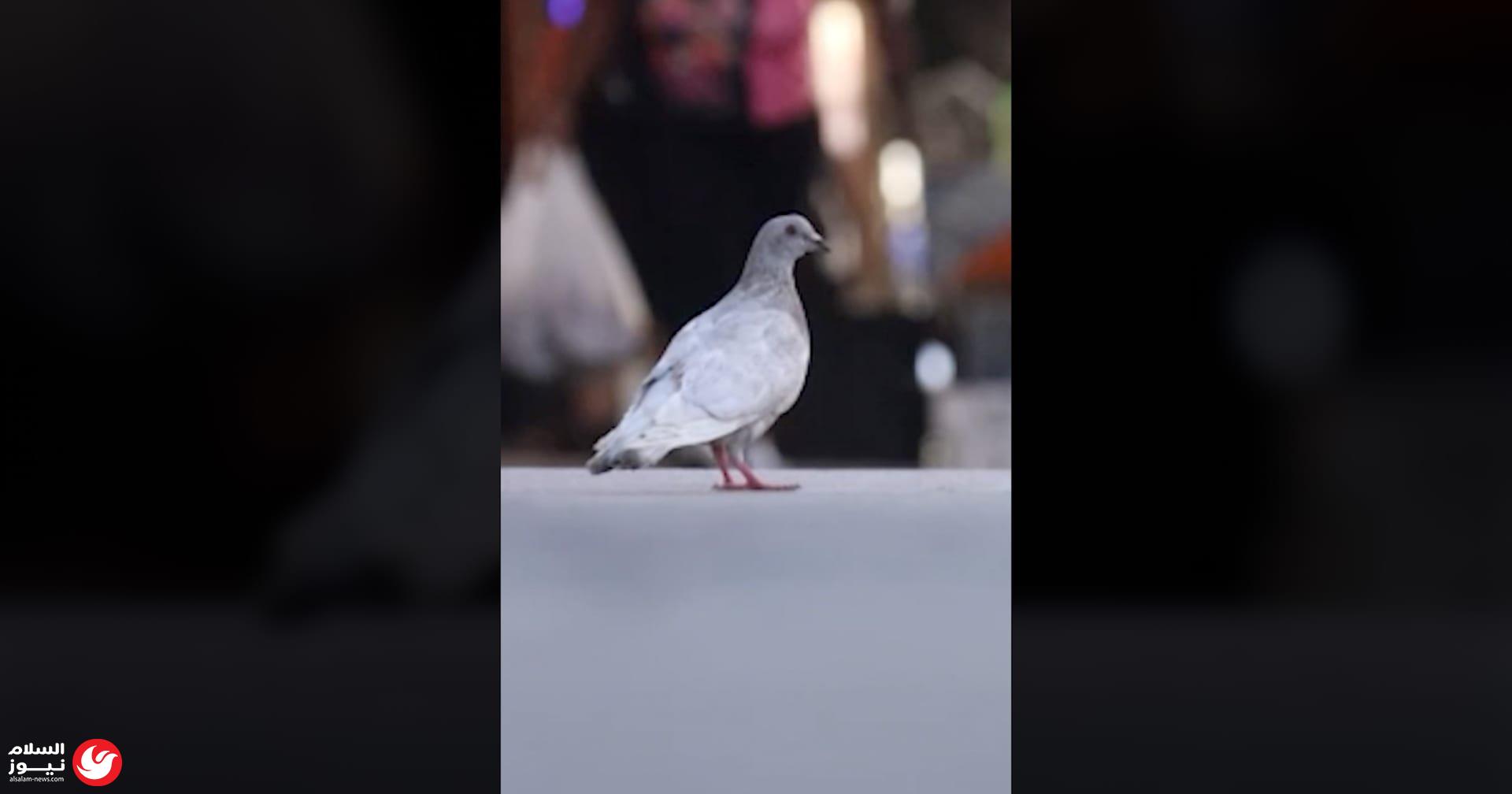 ���� �������: ����� ������ ����� ��������� �����