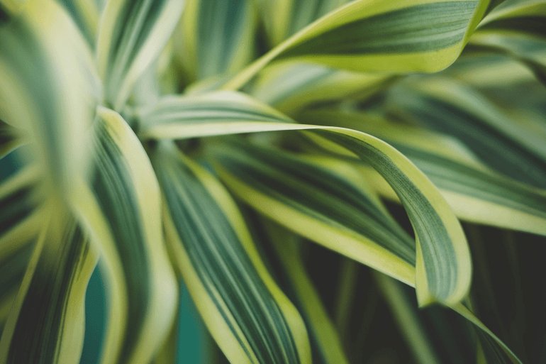 Dracaena