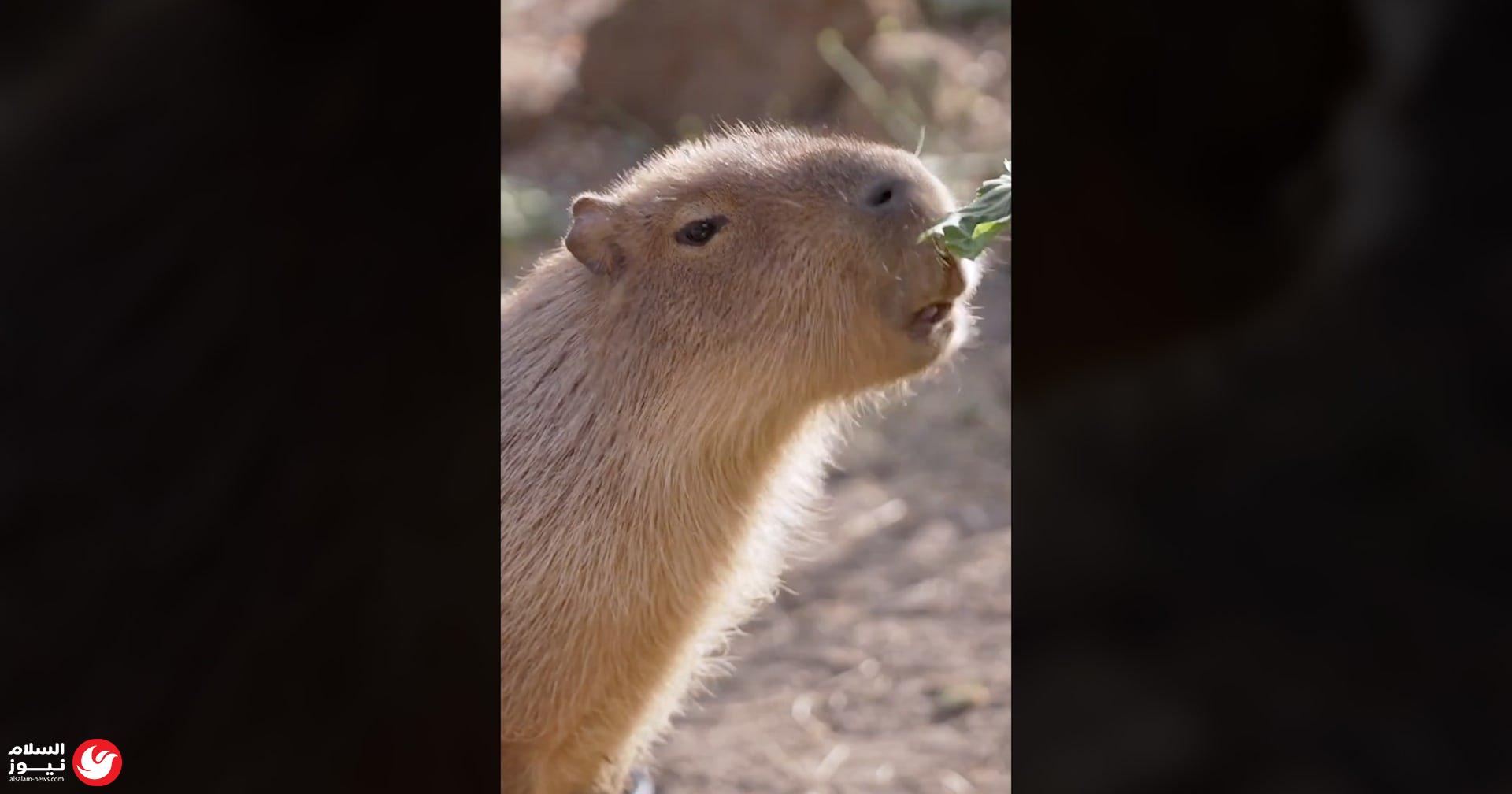 ���� ��� �����: ��� ���� ����� ����� ���� ���� ���