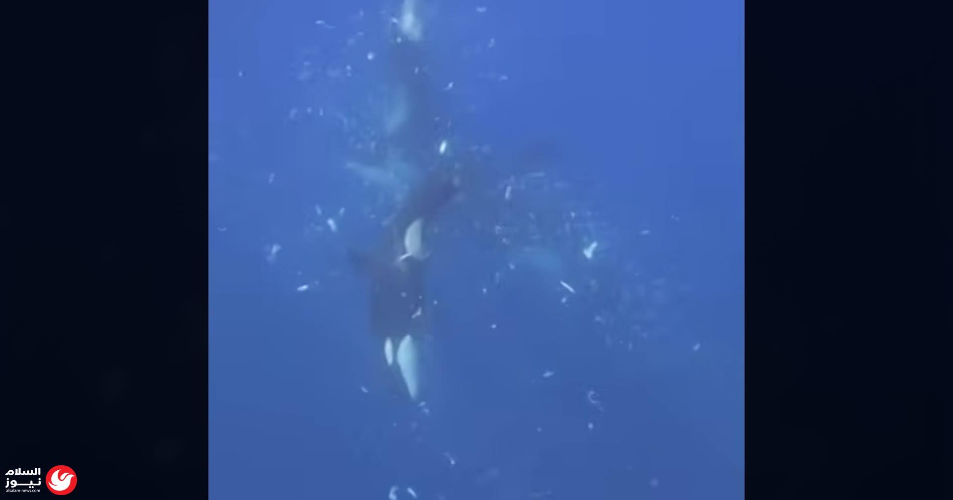����� �����.. ����� ������� ���� �� ���� ����� �