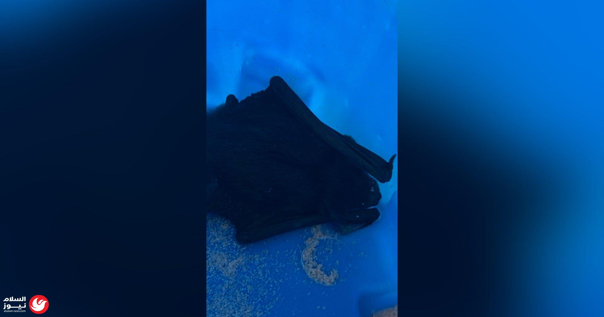 ����� �����: ���� ����� ���� ��� ����� ������ ����